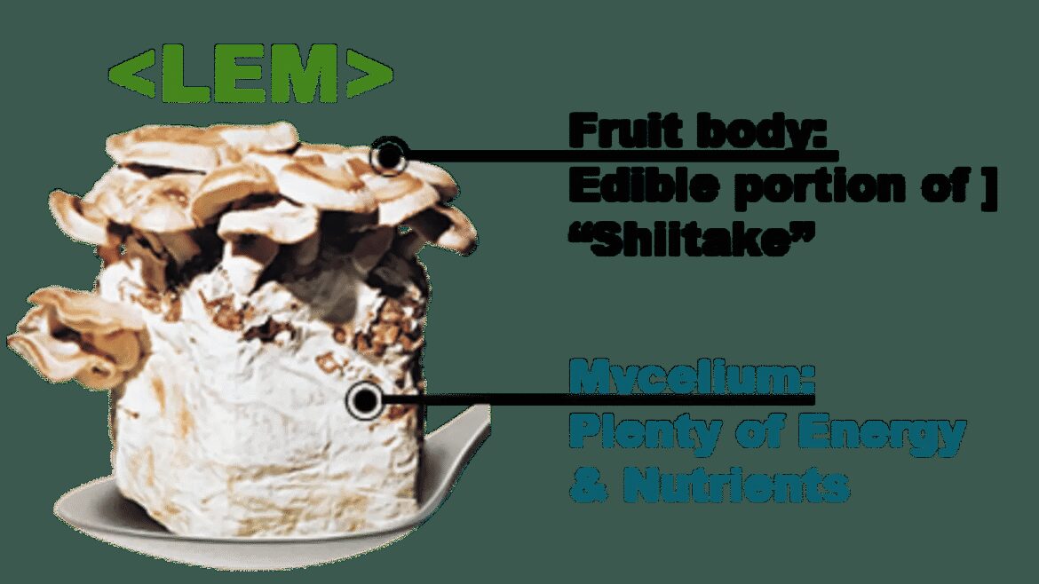 Anti Inflammatory Supplement Research Reveals New Potential of LEM for Gut and Immune Health